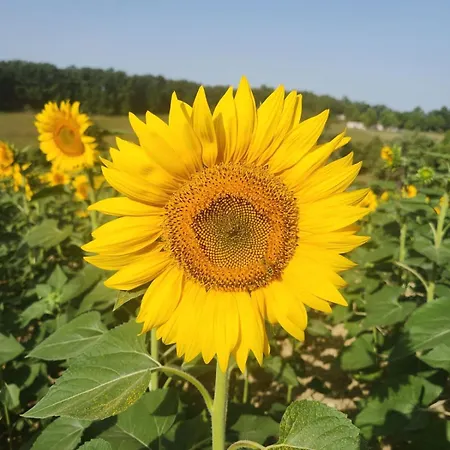La Petite Maison Du Gers Saint-Orens-Pouy-Petit