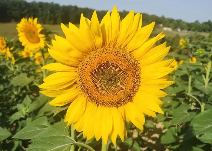 La Petite Maison Du Gers Saint-Orens-Pouy-Petit