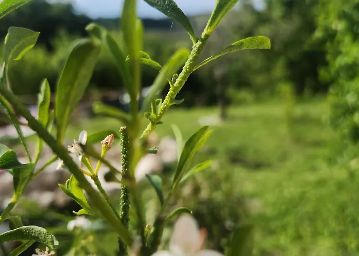 La Petite Maison Du Gers *